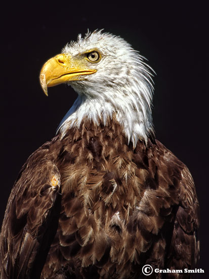 Eagle_Bald3_Head