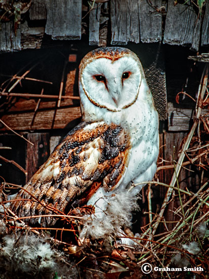 Owl_Barn_Nest