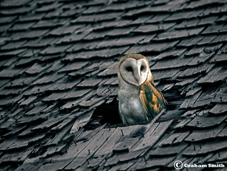 Owl_Barn_Roof1