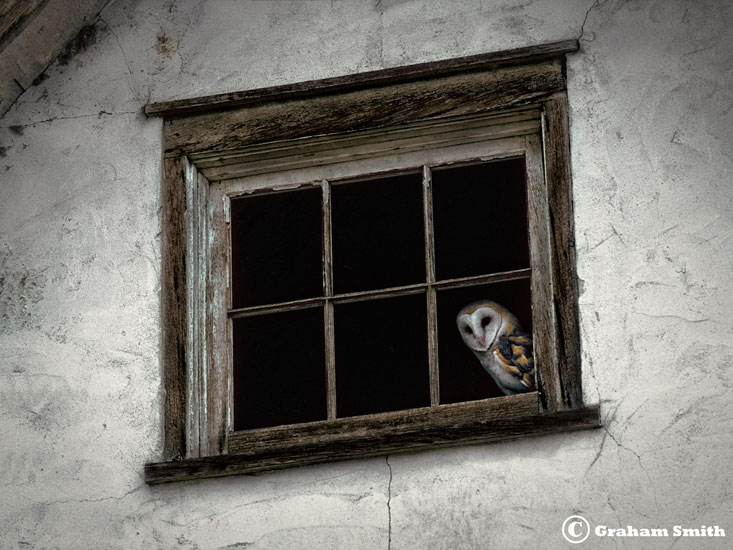 Owl_Barn_Window_12x16