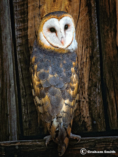 Owl_Barn_Wood