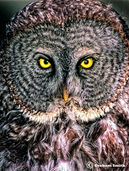Owl_Great_Grey_Face