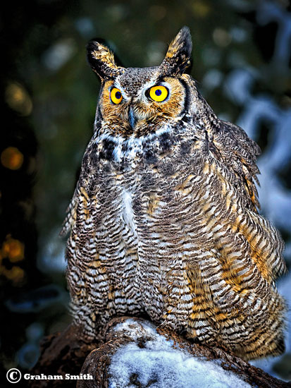 Owl_Great_Horned2