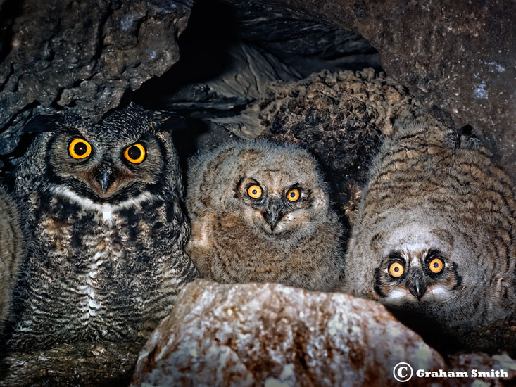 Owls_Horned_Three