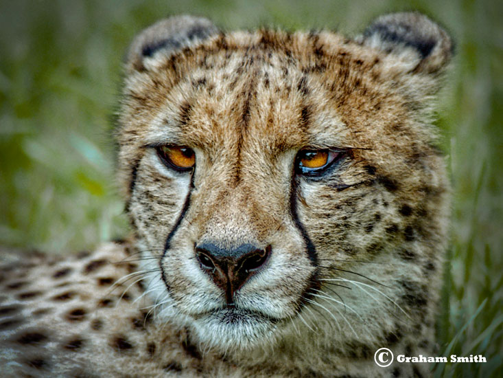 Cheetah_Face