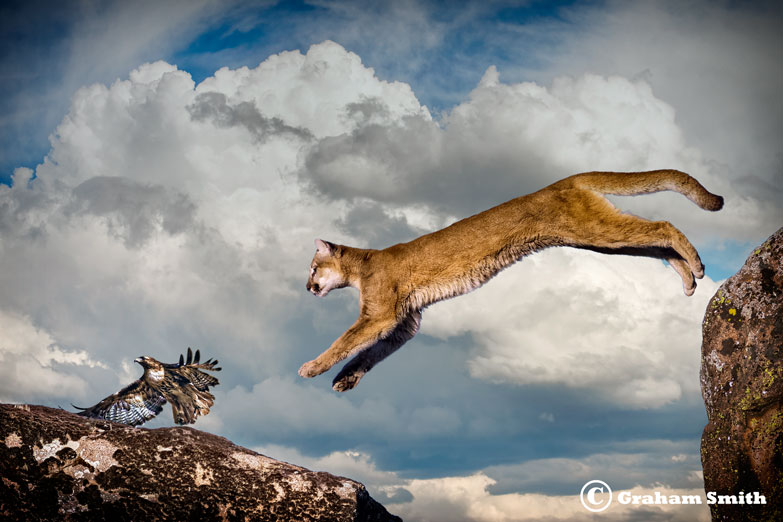 Cougar_Leap_Hawk