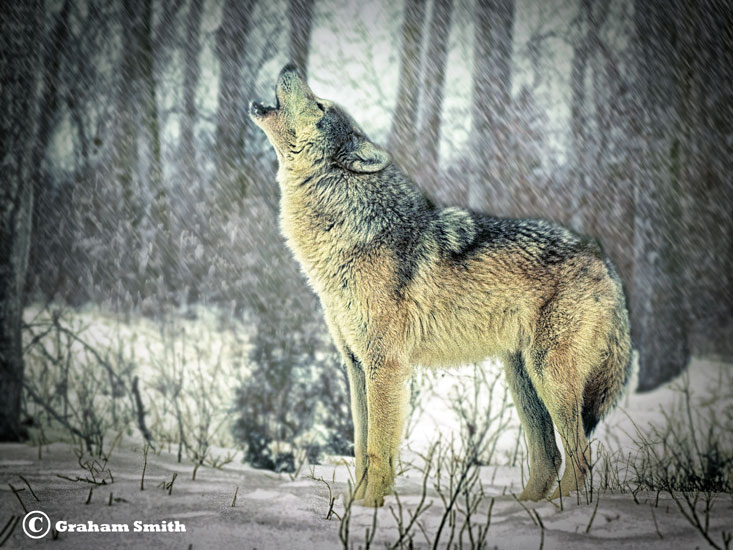 Wolf_Gray_Howling1