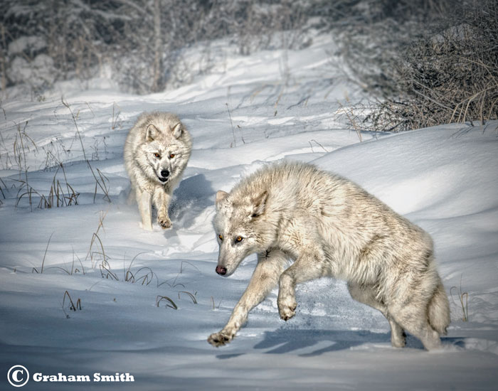 Wolves_Arctic-_Duo3