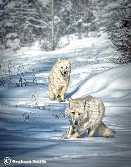 Wolves_Arctic_Duo2
