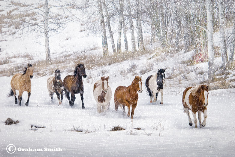 Horses_Sno_Charge1