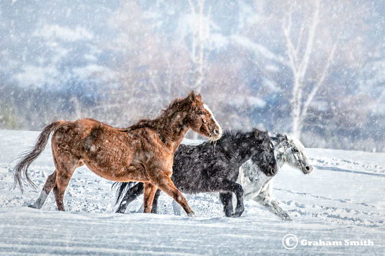 Horses_Three_Snow1